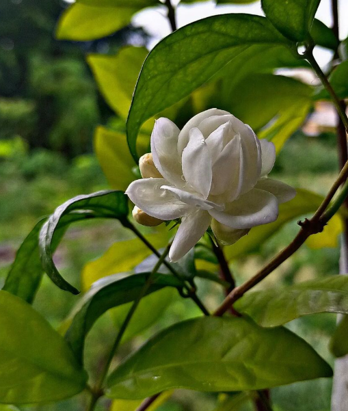 Transforming Flowers into Skincare Essentials