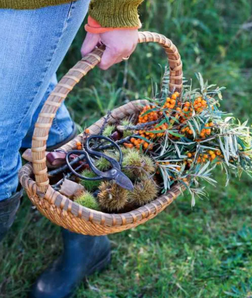 Foraging for Nature’s Bounty: A Springtime Delight